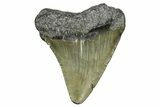 Juvenile Megalodon Tooth - South Carolina #368677-1